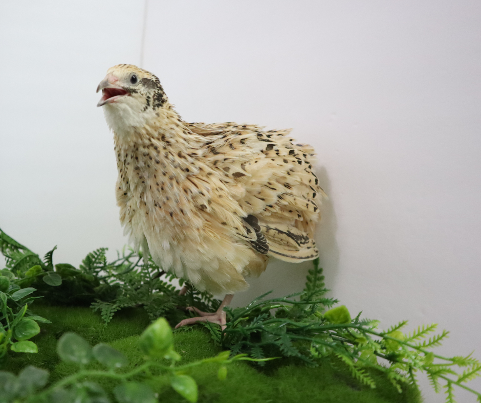 Close-up of Jumbo Italian Quail